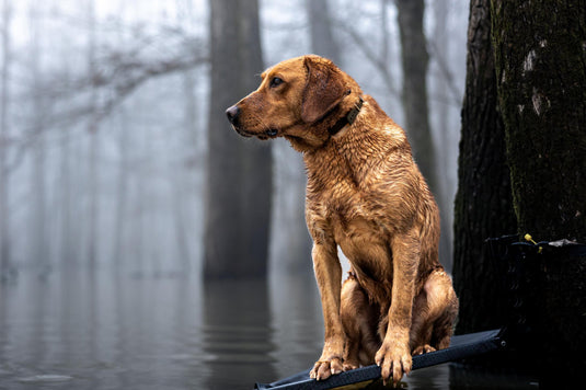 Dog wearing the Team Gun Dog TPU Coated Adjustable Waterproof Collar sits on a platform above flooded water, showcasing its durability and comfort for hunting adventures.