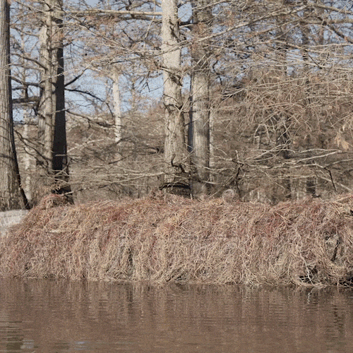 Ghillie Boat Blind with No-Shadow Dual Action Top: A tree-covered log in a bayou, surrounded by water and nature.