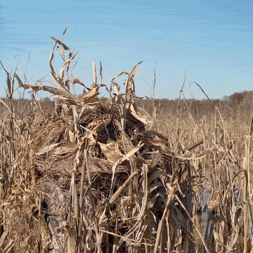 Ghillie Shallow Water Chair Blind: Portable duck hunting blind with elastic stretch cord for natural camouflage in grassy fields.
